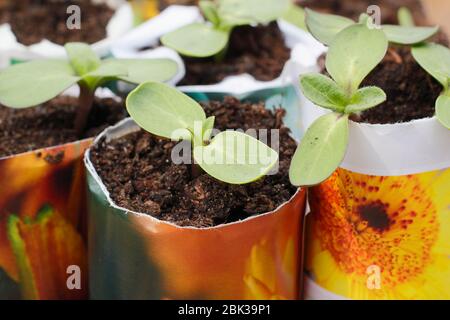 Helianthus annuus. Sonnenblumenkeimlinge in Papiertöpfen. GROSSBRITANNIEN Stockfoto