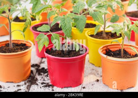 Solanum lycopersicum. Junge Tomatenpflanzen, aus Samen, in wiederverwendeten Kunststofftöpfen im Frühjahr angebaut. GROSSBRITANNIEN Stockfoto