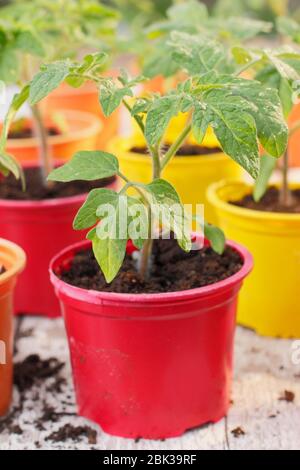 Solanum lycopersicum. Junge Tomatenpflanzen, aus Samen, in wiederverwendeten Kunststofftöpfen im Frühjahr angebaut. GROSSBRITANNIEN Stockfoto