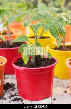 Solanum lycopersicum. Junge Tomatenpflanzen, aus Samen, in wiederverwendeten Kunststofftöpfen im Frühjahr angebaut. GROSSBRITANNIEN Stockfoto