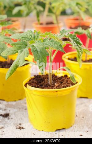 Solanum lycopersicum. Junge Tomatenpflanzen, aus Samen, in wiederverwendeten Kunststofftöpfen im Frühjahr angebaut. GROSSBRITANNIEN Stockfoto