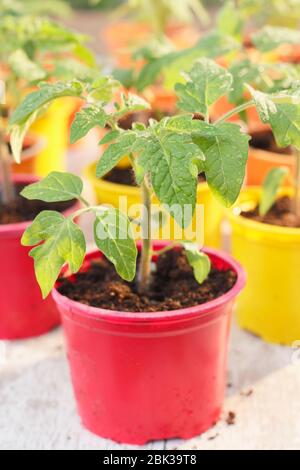 Solanum lycopersicum. Junge Tomatenpflanzen, aus Samen, in wiederverwendeten Kunststofftöpfen im Frühjahr angebaut. GROSSBRITANNIEN Stockfoto