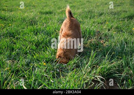 Hund gräbt ein Loch in die Wiese, der Hund gräbt den Boden Stockfoto