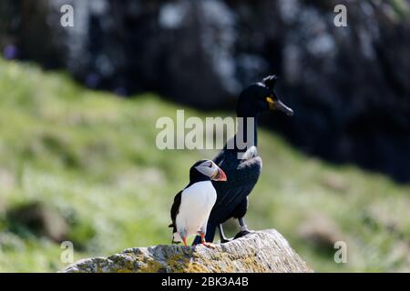 Papageitaucher und Kormoran sitzen auf einem Stein Stockfoto