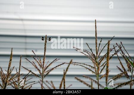 Eine einzige Libelle ruht friedlich auf der Spitze eines Maiskolben in einem Garten in Missouri. Bokeh-Effekt. Stockfoto