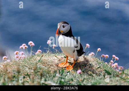 Little Puffin auf der Isle of Lunga in Schottland Stockfoto