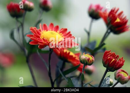 Chrysantheme Indicum Mama blüht in Blüte. Chrysantheme indicum. Chrysantheme im Freien Blumen Bouquet. Stockfoto
