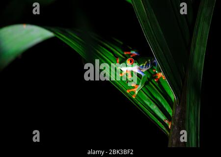 Rotäugiger Baumfrosch (Agalychnis callidryas), der nachts im Tortuguero Nationalpark, Costa Rica, beleuchtet wird Stockfoto