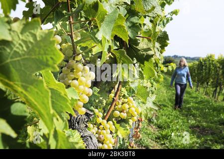 Frau beim Spaziergang durch den Weinberg in Wiesenweg, Rheinland-Pfalz, Deutschland Stockfoto