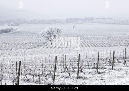 Denbies Wine Estate liegt in den wunderschönen Surrey Hills. Ein seltener Raureif bedeckt das gesamte Gebiet mit einer Eisschicht. Stockfoto