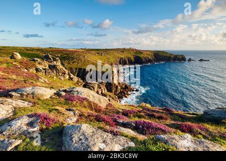 Eine Fülle von Heidekraut wächst auf den Sommer Clifftops am Land's End Stockfoto