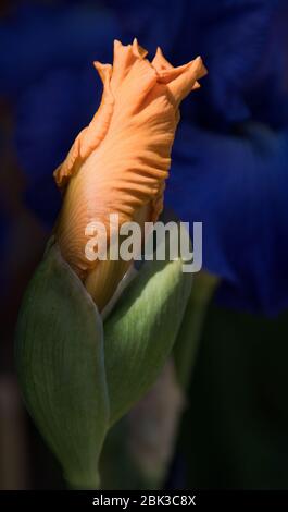 Große bärtige Iris 'Wilhelm von Orange' Stockfoto