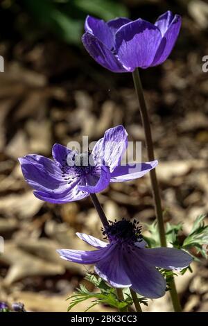 Griechische Windblume Anemone coronaria 'Herr Fokker’ Stockfoto