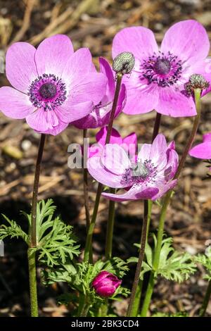 Grecian Windflower Anemone coronaria, Anemone Sylphide Stockfoto