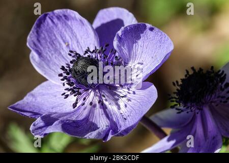 Griechische Windblume Anemone coronaria 'Herr Fokker’ Stockfoto