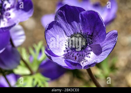 Griechische Windblume Anemone coronaria 'Herr Fokker’ Stockfoto