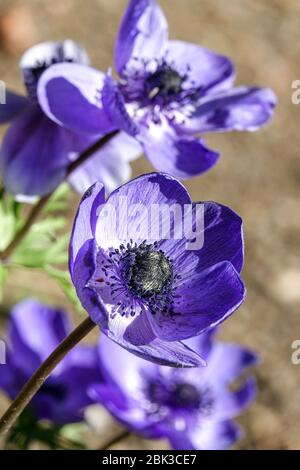 Griechische Windblume Anemone coronaria 'Herr Fokker’ Stockfoto