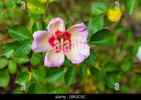 Rosa Rose in Blüte, auf Rose des Jahres 2015, nur für die Augen. Stockfoto