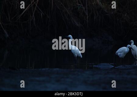 Der Reiher (Egretta garzetta) ist eine Art von kleinen Reihern in der Familie Ardeidae. Vögel strömen, um Nahrung am Fluss zu finden Stockfoto