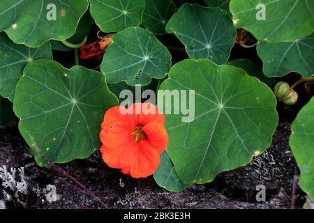 Nasturtiumblüten. Tropaeolum majus garnasturtium, indische Kress oder mönche Kreß ist eine blühende Pflanze in der Familie Tropaeolaceae. Stockfoto