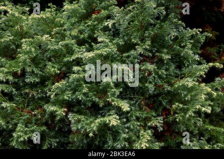 Kiefernzweig auf dunklem Hintergrund. Nahaufnahme von Kiefernblatt auf verschwommenem Naturhintergrund. Nahaufnahme von Norfolk Kiefernnadeln und Ästen. Pinienkerne Stockfoto