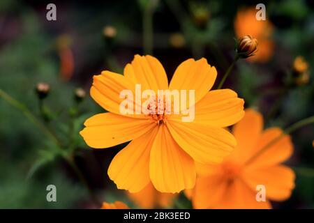 Makrodetails der Kosmosblüte im Sommer. Schöne gelbe Kosmosblüte im Garten. Kosmos bipinnatus, im allgemeinen Gartenkosmos genannt. Stockfoto