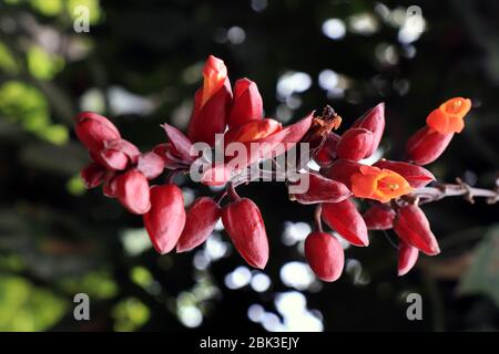 Gelb-rote Blüten des immergrünen Kriechspießens Thunbergia Mysorensis. Uhr Rebe Thunbergia mysorensis. Stockfoto