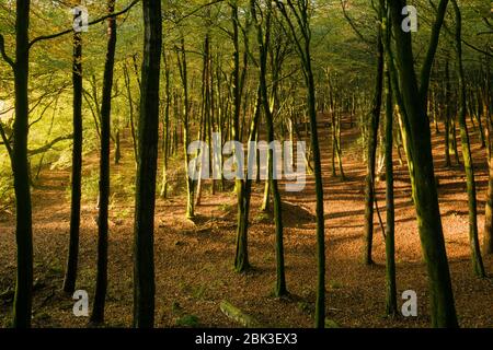 Herbst in Beacon Hill Wood in den Mendip Hills, Somerset, England. Stockfoto