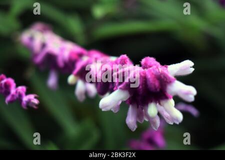 Lila mexikanischer Busch-Salvia, Salvia leucantha. Mexikanische Bush Sage. Mexikanische Busch-Salbei-Blumen im violetten Schatten im Garten in Sikkim, Indien. Stockfoto