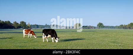 Rot und schwarz gefleckte Kühe in den frühen Morgenstunden Frühlingswiese in der nähe von Bäumen in der niederländischen Provinz utrecht in den niederlanden Stockfoto