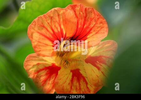 Nasturtiumblüten. Tropaeolum majus garnasturtium, indische Kress oder mönche Kreß ist eine blühende Pflanze in der Familie Tropaeolaceae. Stockfoto