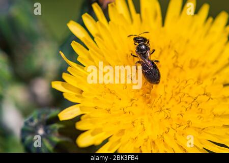 Eine Biene bestäubt eine Löwenzahn-Blume Stockfoto