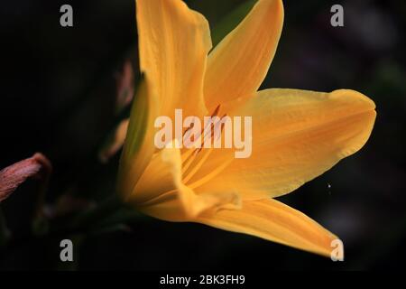 Gelbe Lilie auf dunkelgrünem Hintergrund. Lilie auf dem verschwommenen Hintergrund. Stockfoto