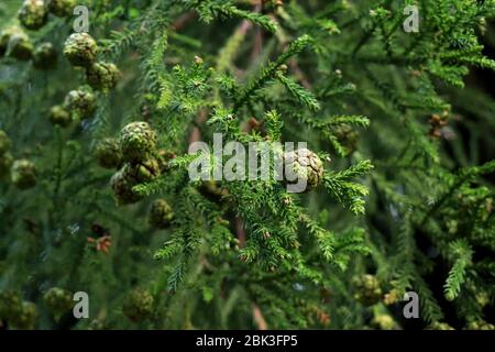 Kiefernzweig auf dunklem Hintergrund. Nahaufnahme von Kiefernblatt auf verschwommenem Naturhintergrund. Nahaufnahme von Norfolk Kiefernnadeln und Ästen. Pinienkerne Stockfoto