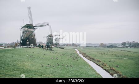 Drei traditionelle ökologische hollands Windmühlen in authentischen Niederlanden landschaftlich, mit Schwarm von Enten rund. Niederländische Kultur Stockfoto