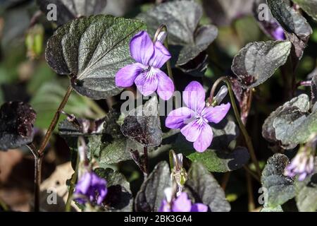 Viola labradorica Stockfoto