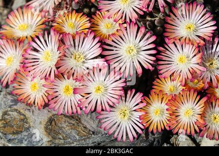 Eispflanze, Delosperma, Vygie, Sheepfig, Stockfoto