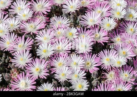 Eispflanze, Delosperma, Vygie, Sheepfig, Stockfoto