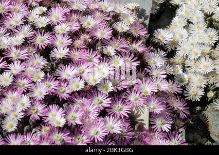 Eispflanze, Delosperma, Vygie, Sheepfig, alpine Pflanzen Felsstein Stockfoto