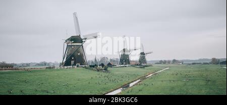 Drei traditionelle ökologische hollands Windmühlen in authentischen Niederlanden landschaftlich, mit Schwarm von Enten rund. Niederländische Kultur Stockfoto