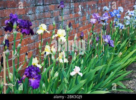 Brian Dodsworth Sammlung von großen bärtigen Iris in der ummauerten Garten in Doddington Hall Stockfoto