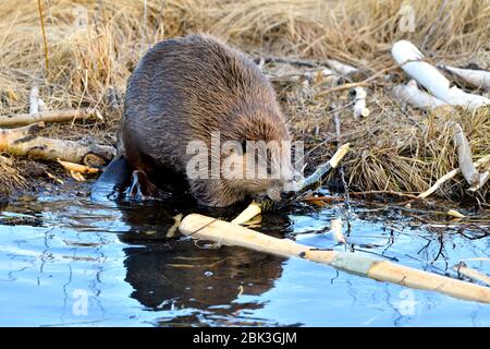 Ein wilder, erwachsener Biber 'Castor canadensis', der sich am Ufer seines Biberteichs an der Rinde eines Baumzweiges ernährt Stockfoto