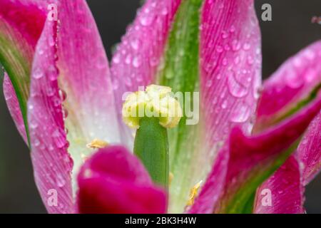 Makroaufnahme des gelben Stiels einer bunten rosa Tulpe Stockfoto