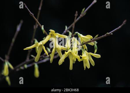 Deatiled Makro-Aufnahme von gelben Forsythia Blumen und einem schwarzen Hintergrund Stockfoto