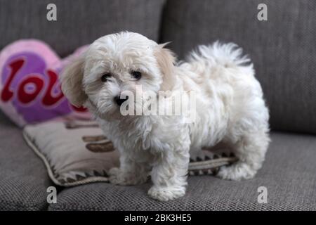 Nanja, zweieinhalb Monate alt Bichon Bologneser Welpen, spielen auf dem Sofa Stockfoto