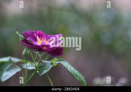 Ein Pfingstrose im Bokeh-Modus Stockfoto