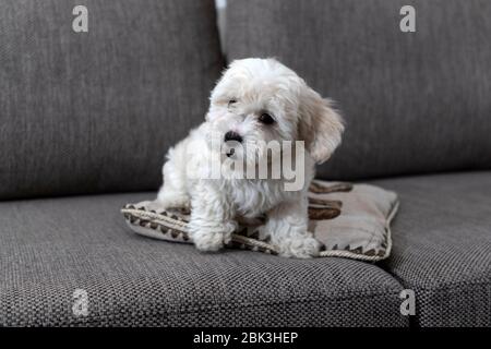 Nanja, zweieinhalb Monate alt Bichon Bologneser Welpen, spielen auf dem Sofa Stockfoto