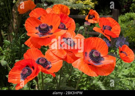 Helle Dreieck Zusammensetzung aus einer Reihe von hellen voll geöffneten Mohnblumen vor dunkleren grünen floralen Hintergrund eines städtischen Gartens isoliert. Stockfoto