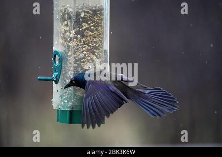 Gewöhnlicher Grackle auf Vogelfutterhäuschen zu groß Stockfoto