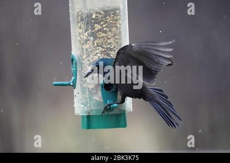 Gewöhnlicher Grackle auf Vogelfutterhäuschen zu groß Stockfoto